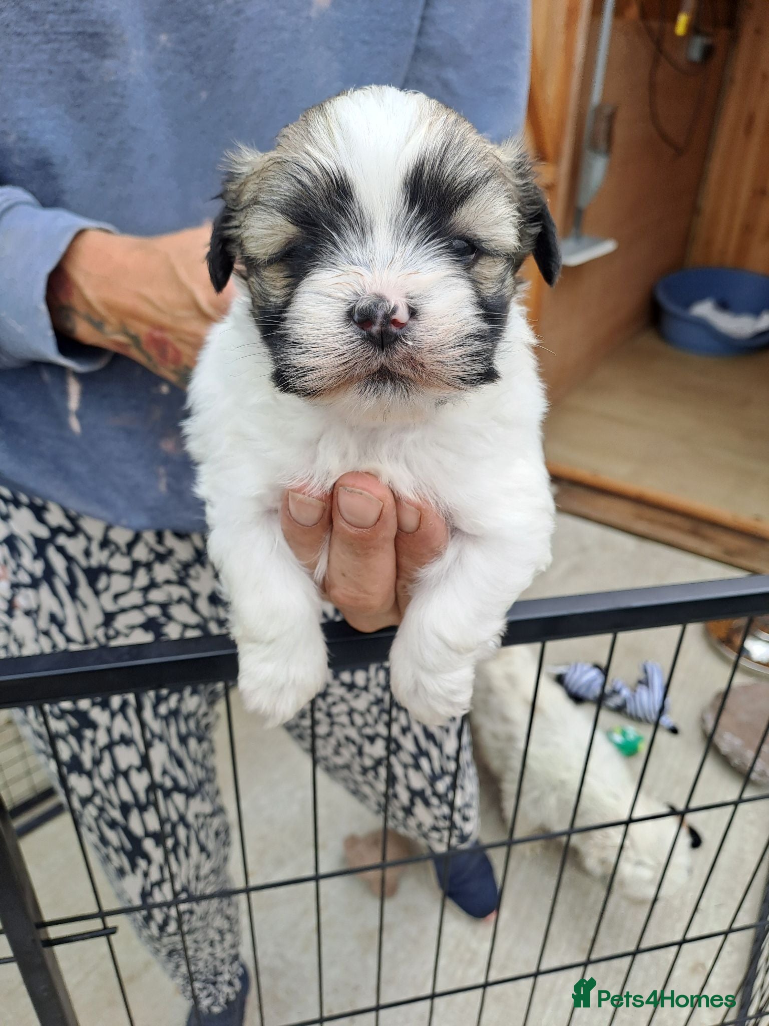 Lhasa Apso dogs Lhasa Apso Puppies  - Advert 17