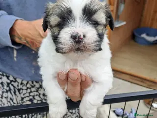 Lhasa Apso dogs Lhasa Apso Puppies - Advert 1