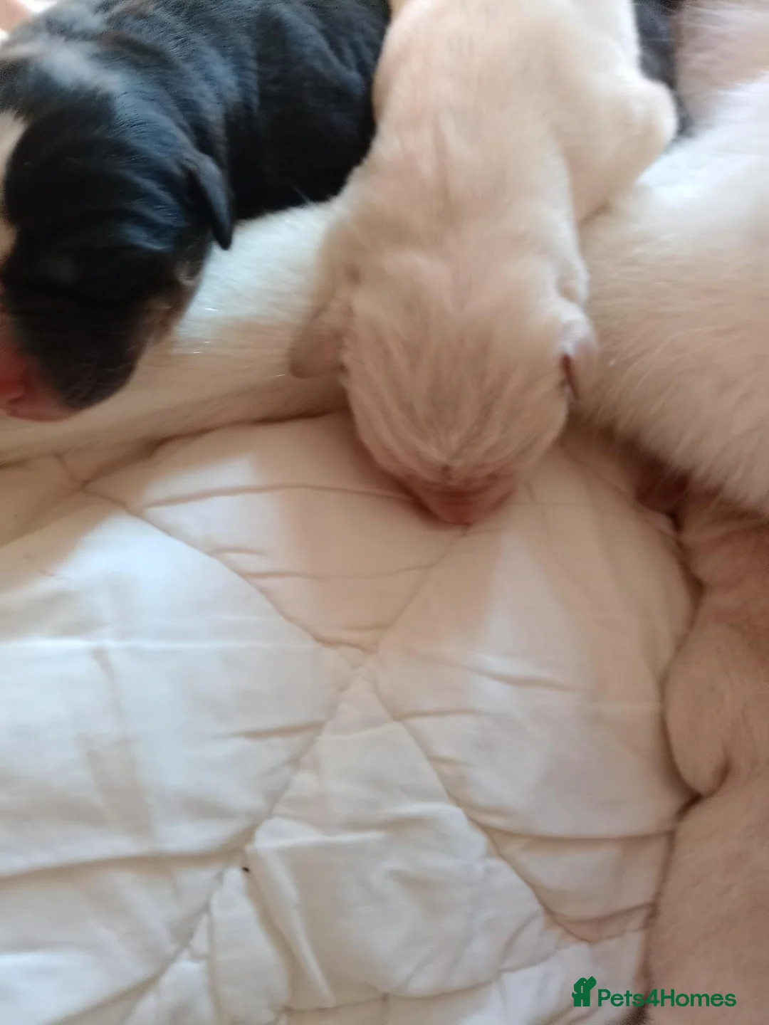 Mixed Breed dogs for sale: Labsky - Advert 8