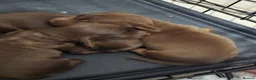 Miniature Dachshund dogs for sale: Three Beautiful Male Dachshund Puppies - Advert 6
