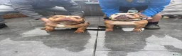 English Bulldog dogs for sale: English bulldog pups for sale  - Advert 2