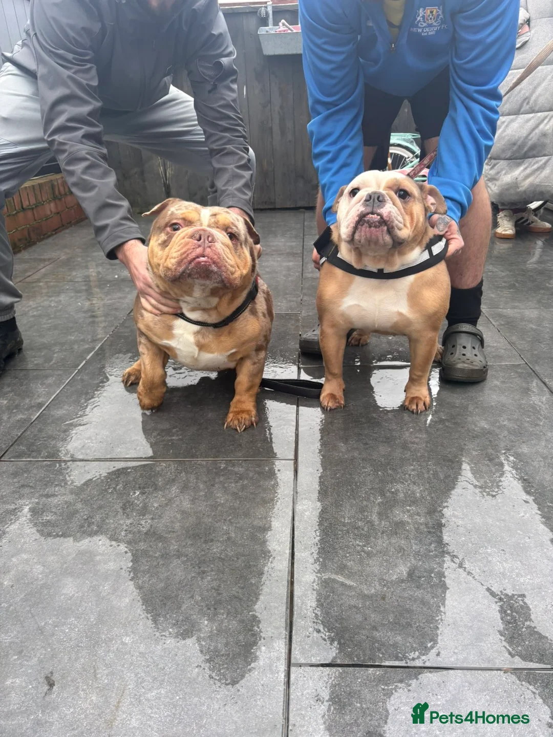English Bulldog dogs for sale: English bulldog pups for sale  - Advert 2