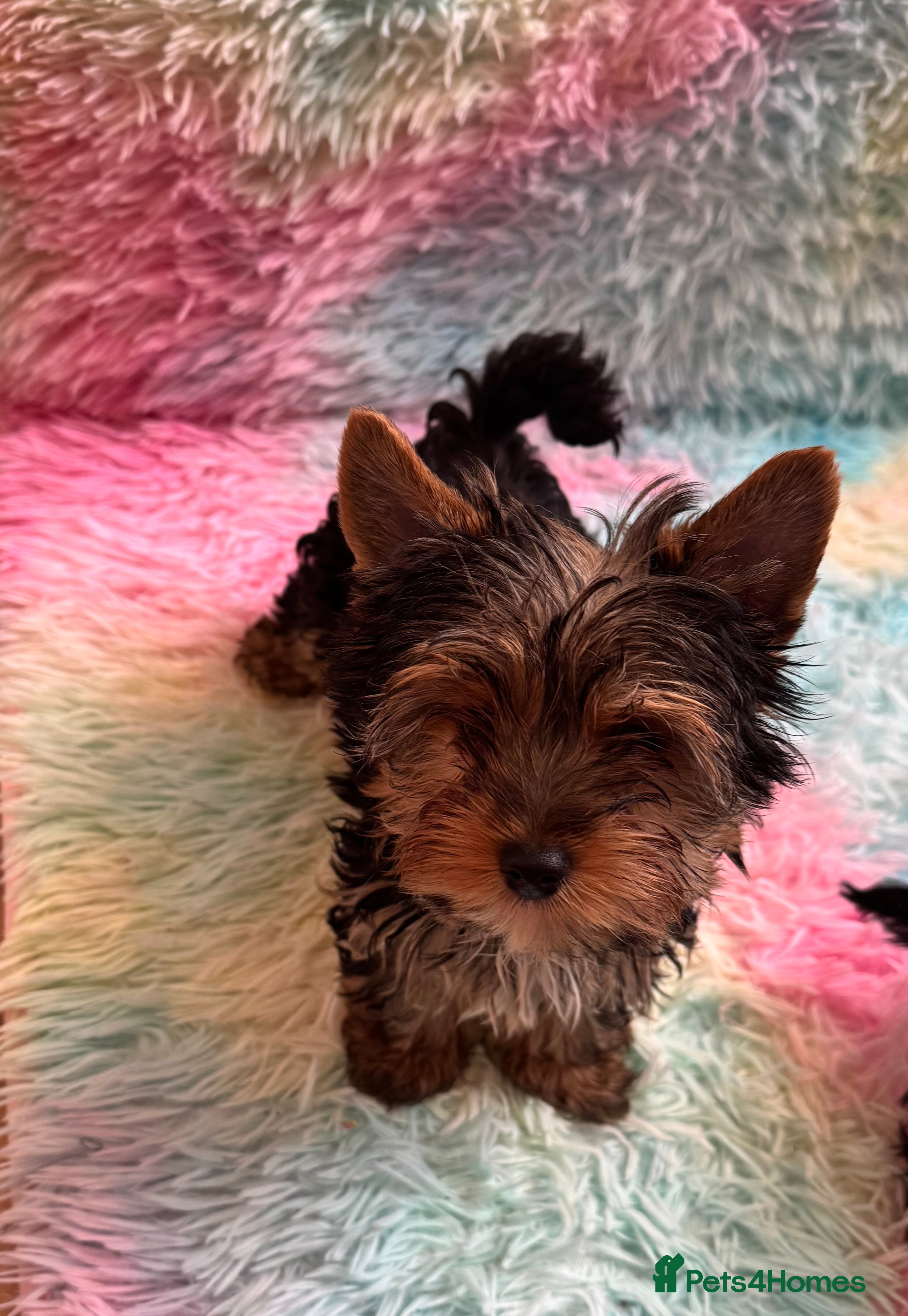 Yorkshire Terrier dogs Yorkshire terrier puppies  - Advert 16