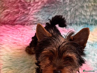 Yorkshire Terrier dogs Yorkshire terrier puppies - Advert 16