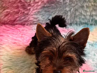 Yorkshire Terrier dogs Yorkshire terrier puppies - Advert 14