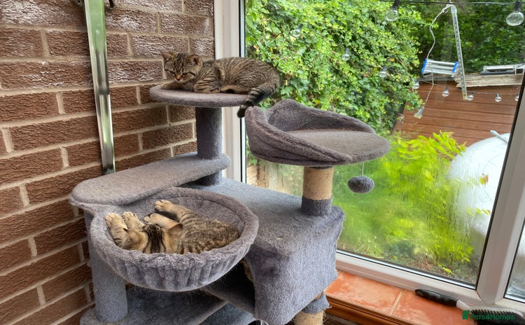 British Shorthair cats - Advert 2