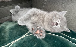 British Shorthair cats for sale: Gorgeous teddy BHS kitties from GCCF parents  - Image 4