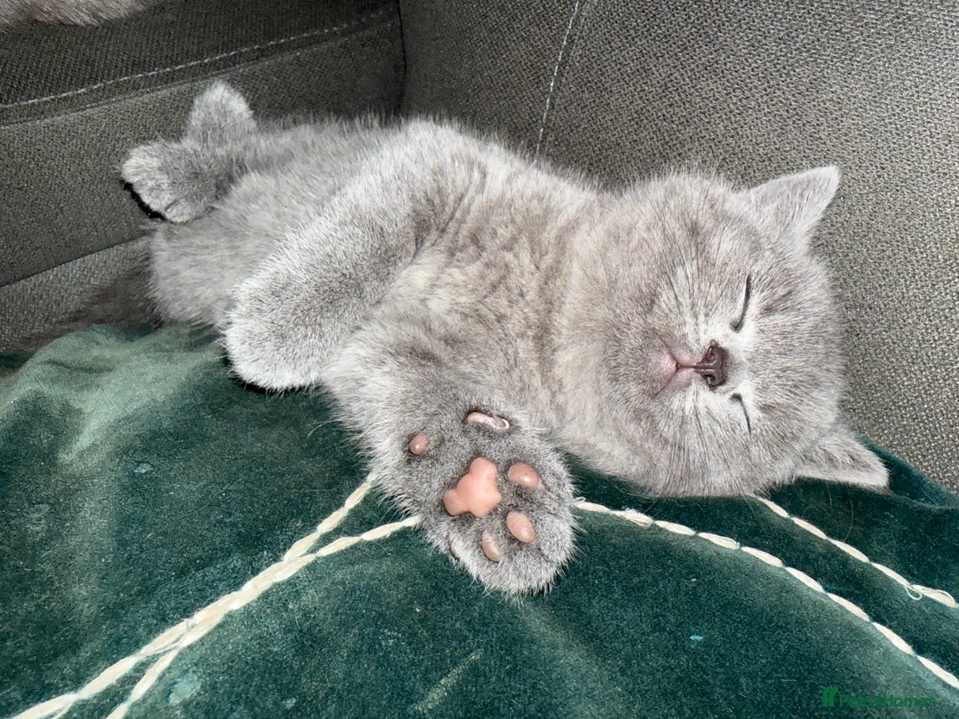 British Shorthair cats for sale: Gorgeous teddy BHS kitties from GCCF parents  - Image 4