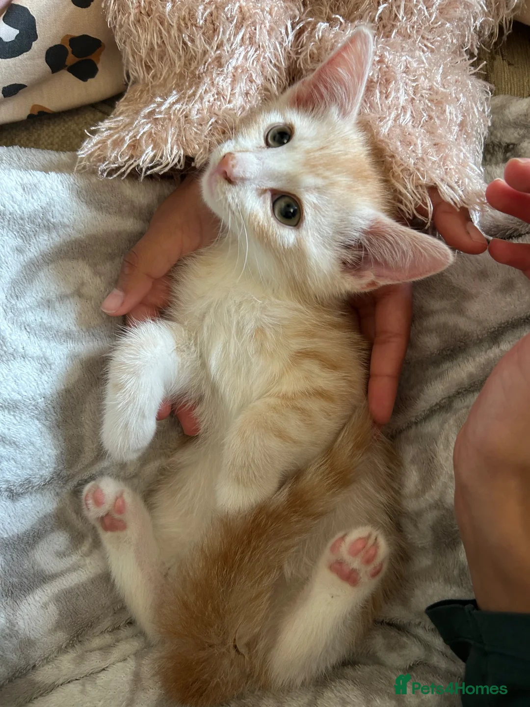 Mixed Breed cats for sale: Beautiful male cat - Advert 7