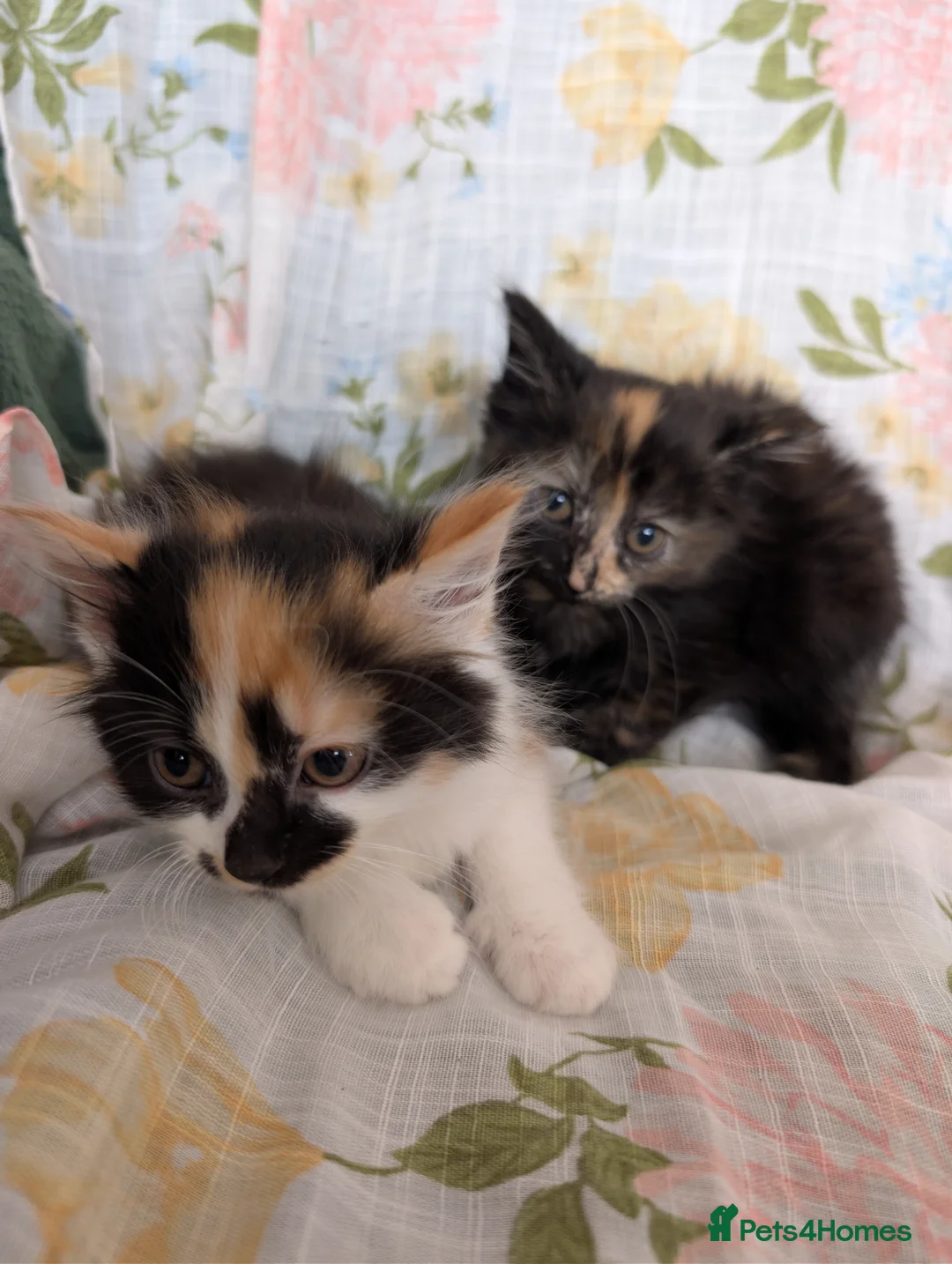 Maine Coon cats for sale: Maine-coon Mix for sale  - Advert 11