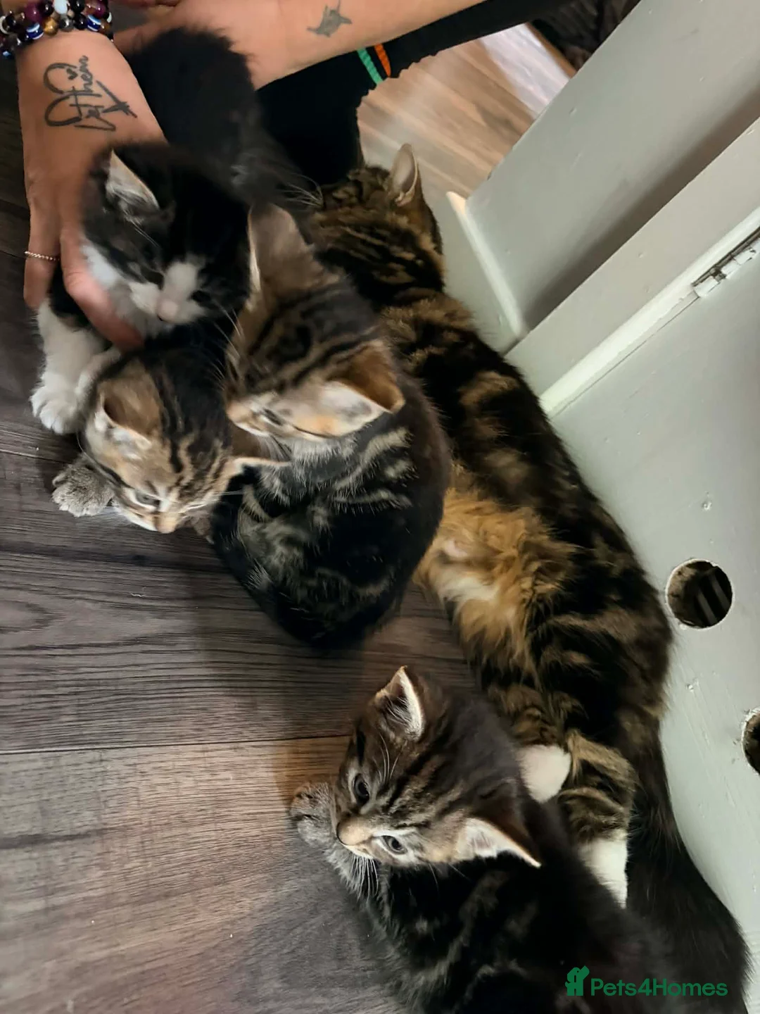 Norwegian Forest Cat cats for sale: Norwegian forest cat mixed - Advert 10