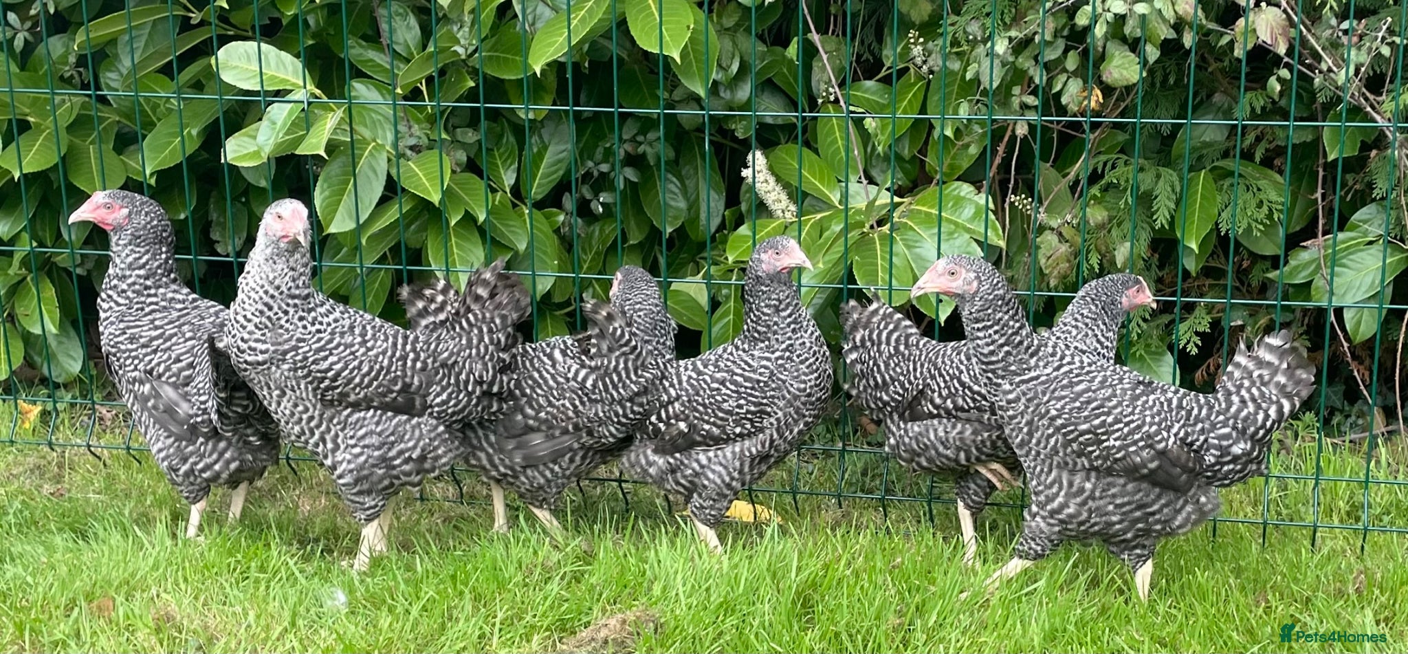 Chickens poultry Chickens Point of lay hens - Advert 2