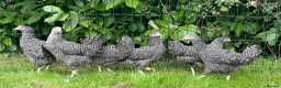 Chickens poultry for sale: Chickens Point of lay hens - Advert 2
