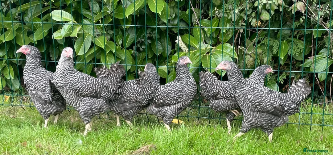 Chickens poultry for sale: Chickens Point of lay hens - Advert 2