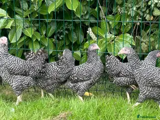 Chickens poultry Chickens Point of lay hens - Advert 2