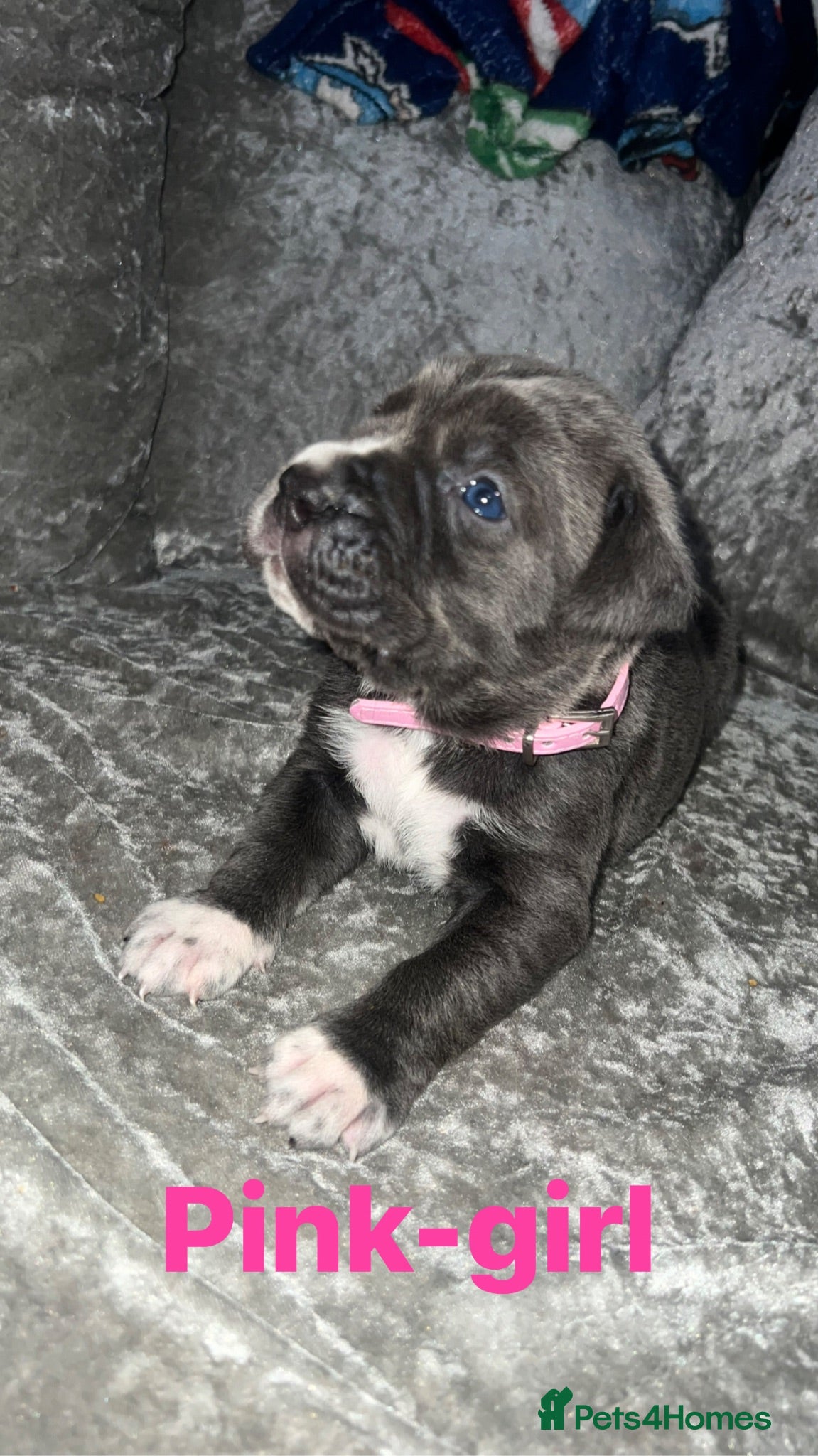 Cane Corso dogs Cane corso puppies - Advert 1