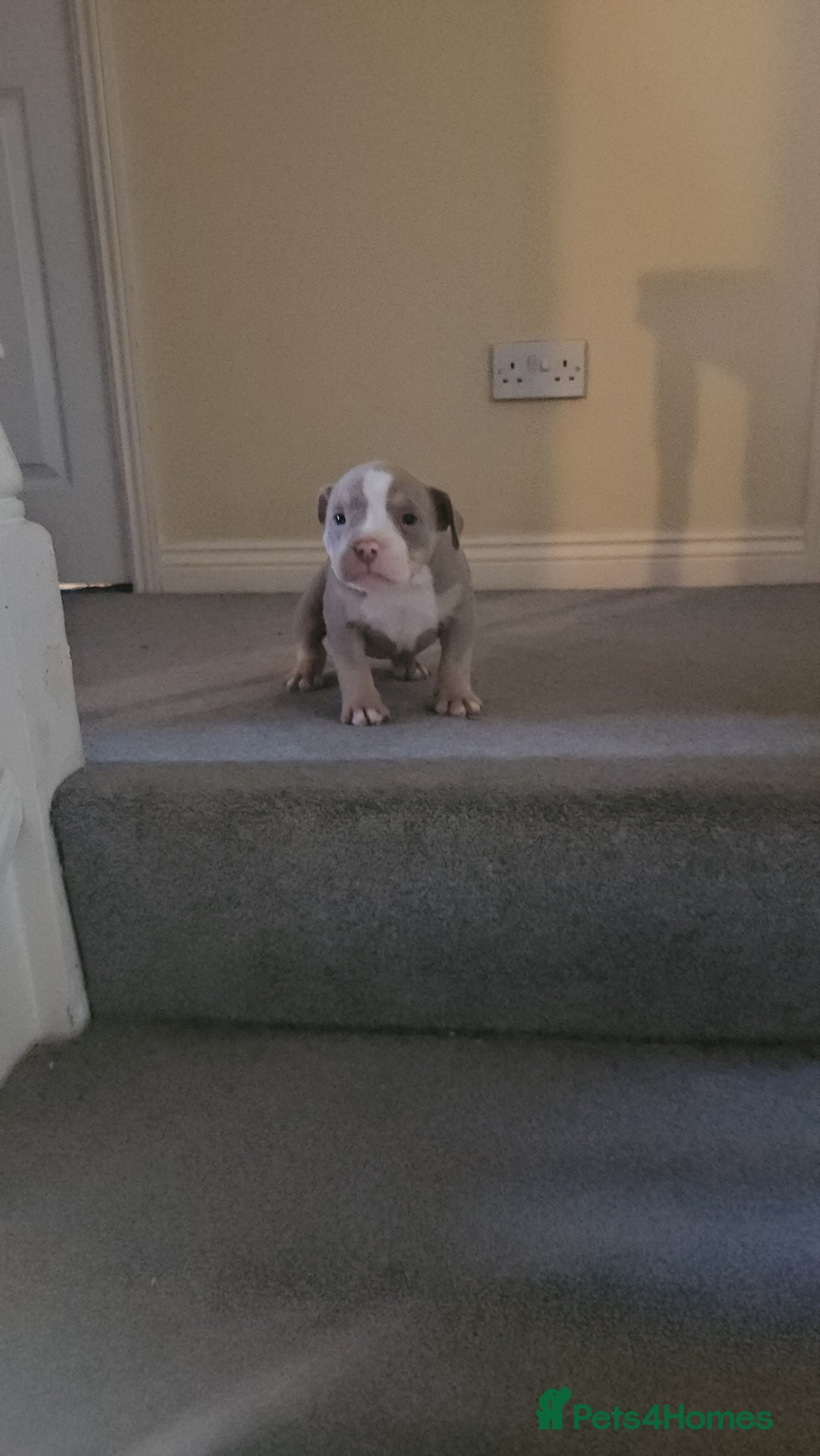 American Bully dogs for sale: 3 Females all Tri  - Advert 11