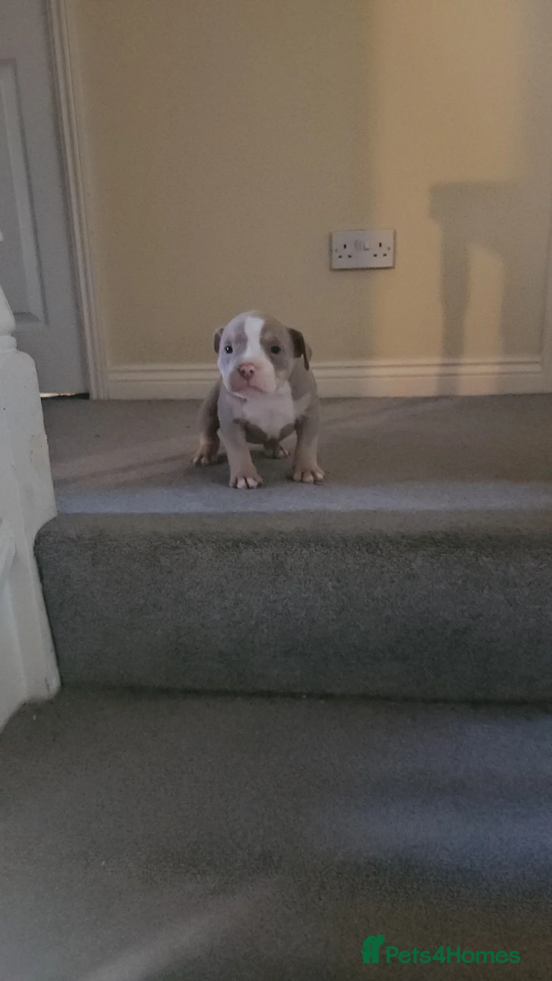 American Bully dogs for sale: 3 Females all Tri  - Advert 11