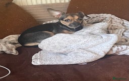Chihuahua dogs for sale: 2 beautiful long haired Chihuahua Boys - Image 6