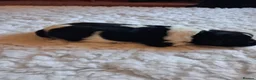 Newfoundland dogs for sale: Landseer Newfoundland Puppies - Advert 11
