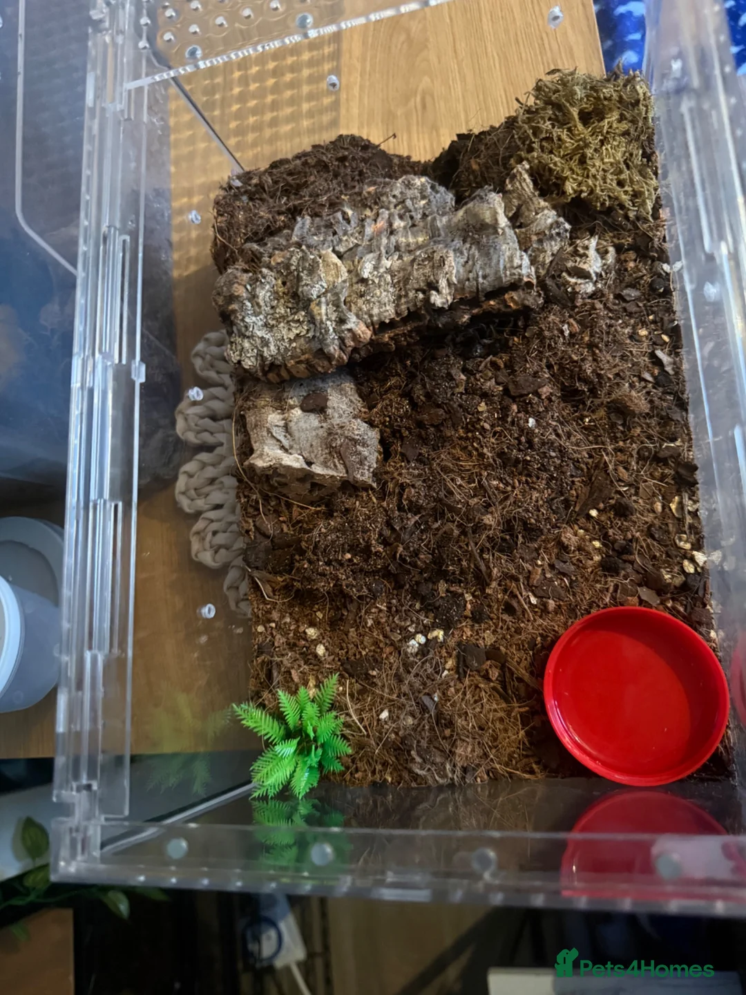 Tarantulas invertebrates for sale: Phormictopus sp. “Green/Gold in Thirsk - Advert 4