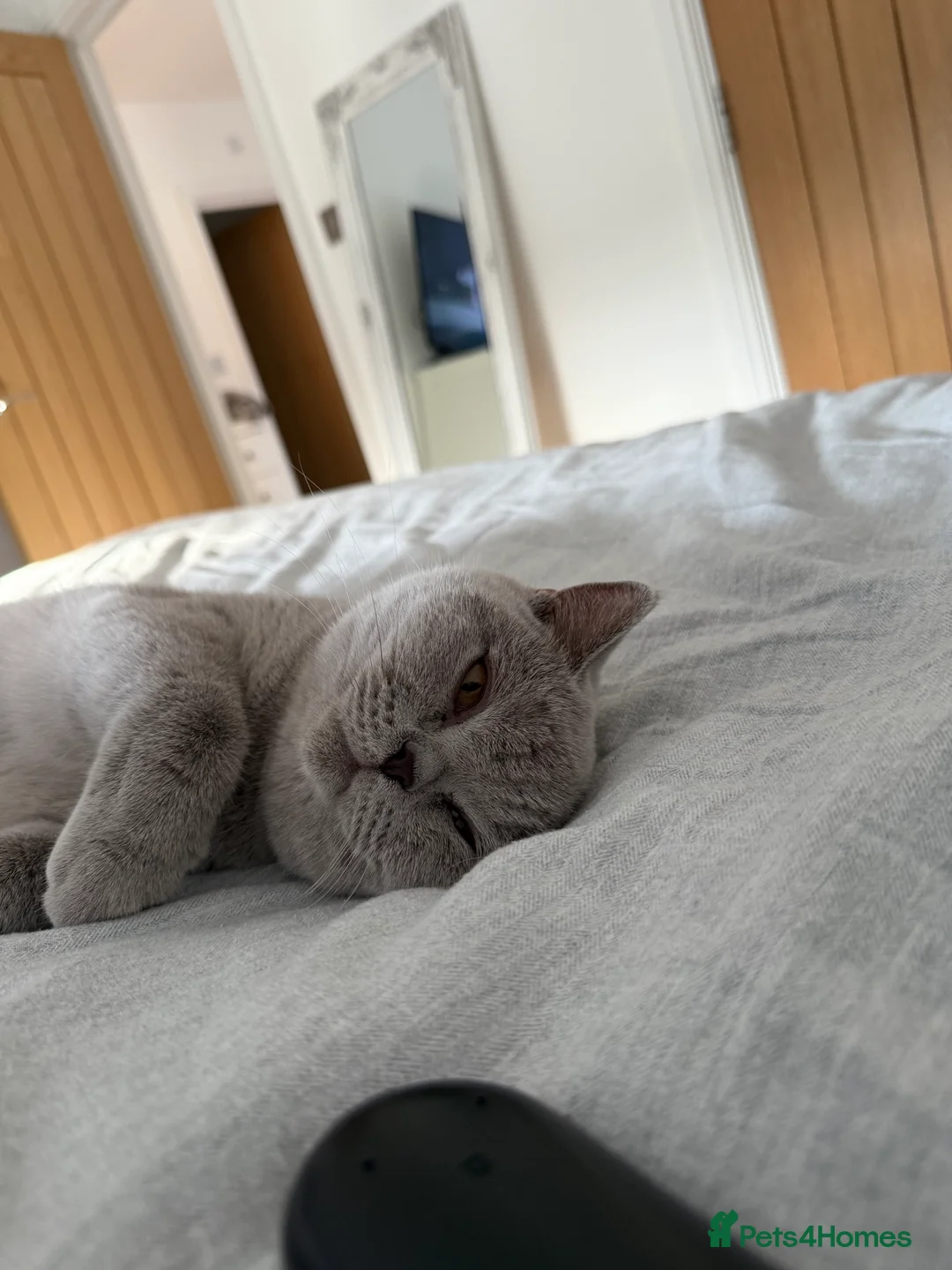 British Shorthair cats for sale: 8 month female lilac British shorthair  - Advert 5