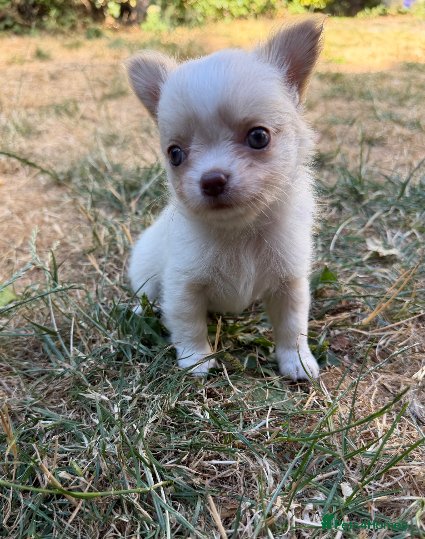 Chihuahua dogs Gorgeous Chihuahua boy puppy - Advert 6