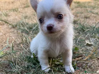 Chihuahua dogs Gorgeous Chihuahua boy puppy - Advert 6