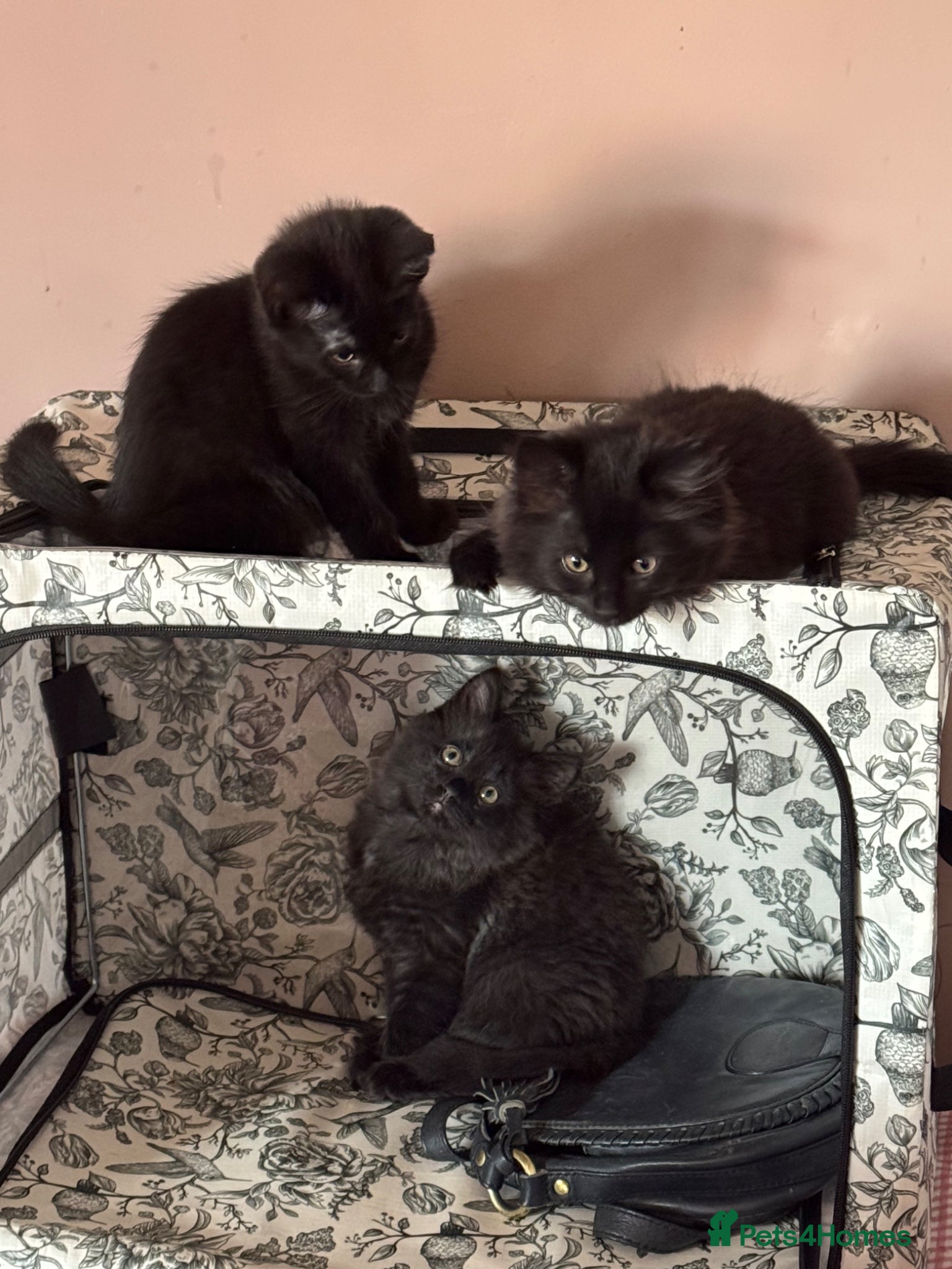 Mixed Breed cats 🐾 Four gorgeous fluffy black kittens 🐾 - Advert 2