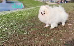 Pomeranian dogs for sale: Beautiful white teddy bear pomeranian puppies - Image 7