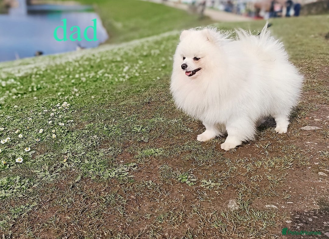 Pomeranian dogs for sale: Beautiful white teddy bear pomeranian puppies - Image 7