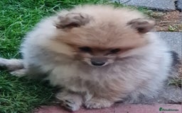 Mixed Breed dogs for sale: Ready now Pomeranian cross. ( Lapponian ) - Image 9