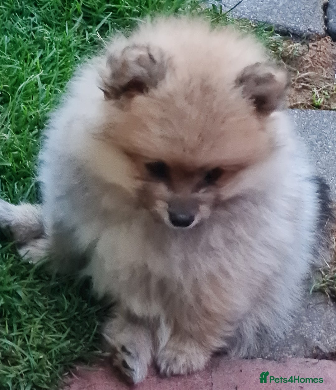Mixed Breed dogs for sale: Ready now Pomeranian cross. ( Lapponian ) - Image 9