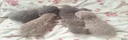 Scottish Fold cats for sale: Schotis fold  - Advert 6