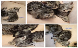 Maine Coon cats for stud: STUD ONLY  Maine Coon 9kg Russian Lines Proven - Image 24