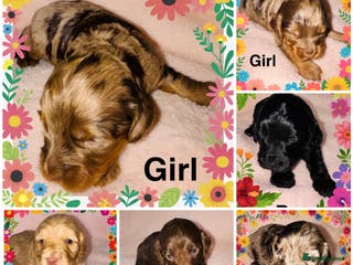 Cockapoo dogs ❤️DNA Tested Rare Sable Cockapoos, Ready 5th Feb - Advert 18