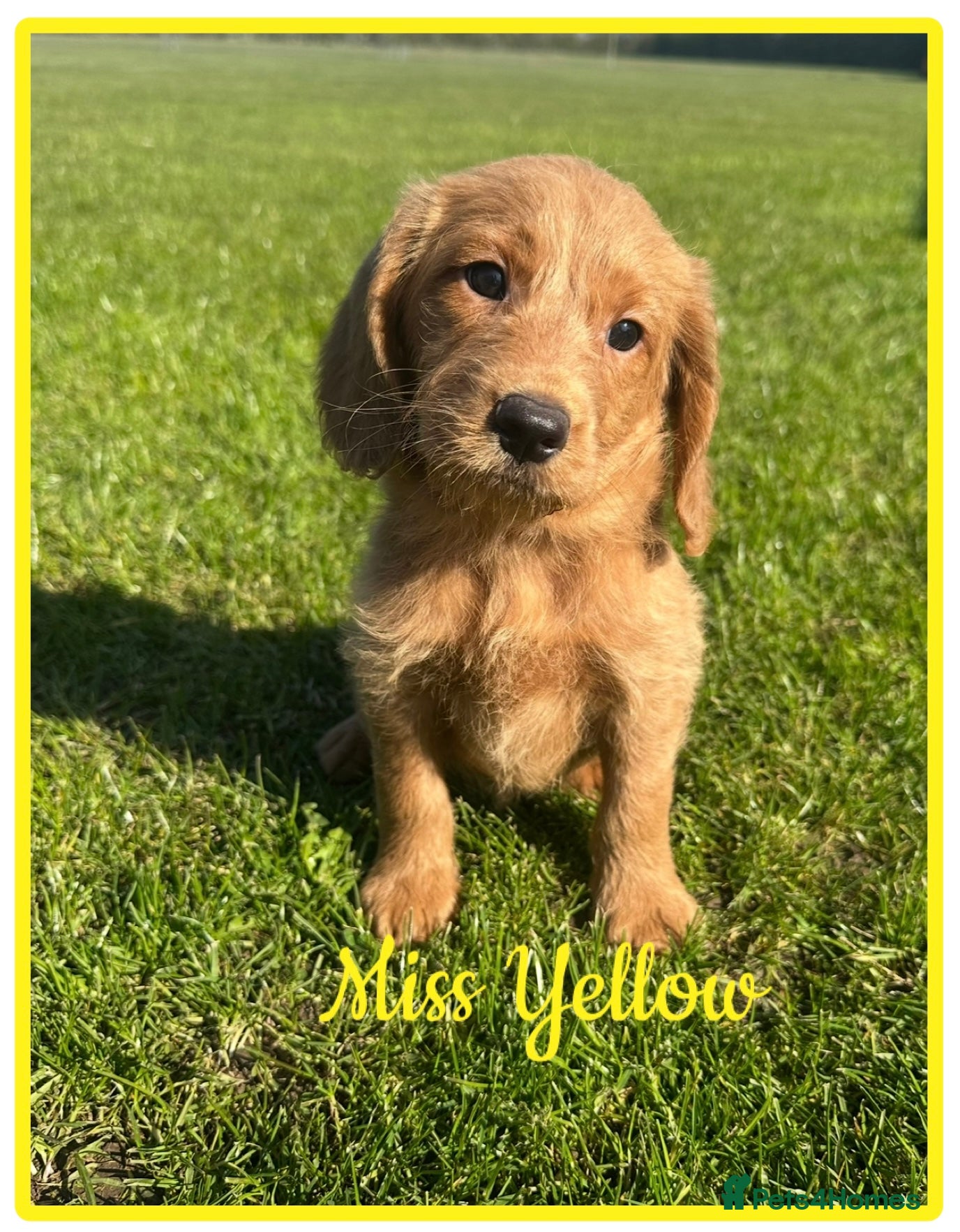 Labradoodle dogs ⭐️Fully Health Tested F1 Miniature Labradoodles⭐️  - Advert 18