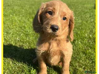 Labradoodle dogs ⭐️Fully Health Tested F1 Miniature Labradoodles⭐️ - Advert 18