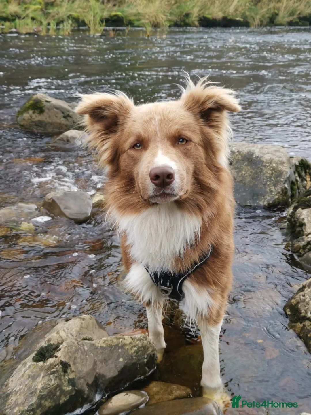 Border Collie dogs for stud: DNA cleared border collie for stud - Advert 8