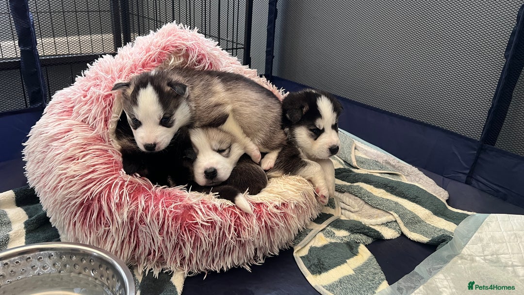 Mixed Breed dogs for sale: 5 Lovely Samsky (4 boys 1 girl) - Advert 5