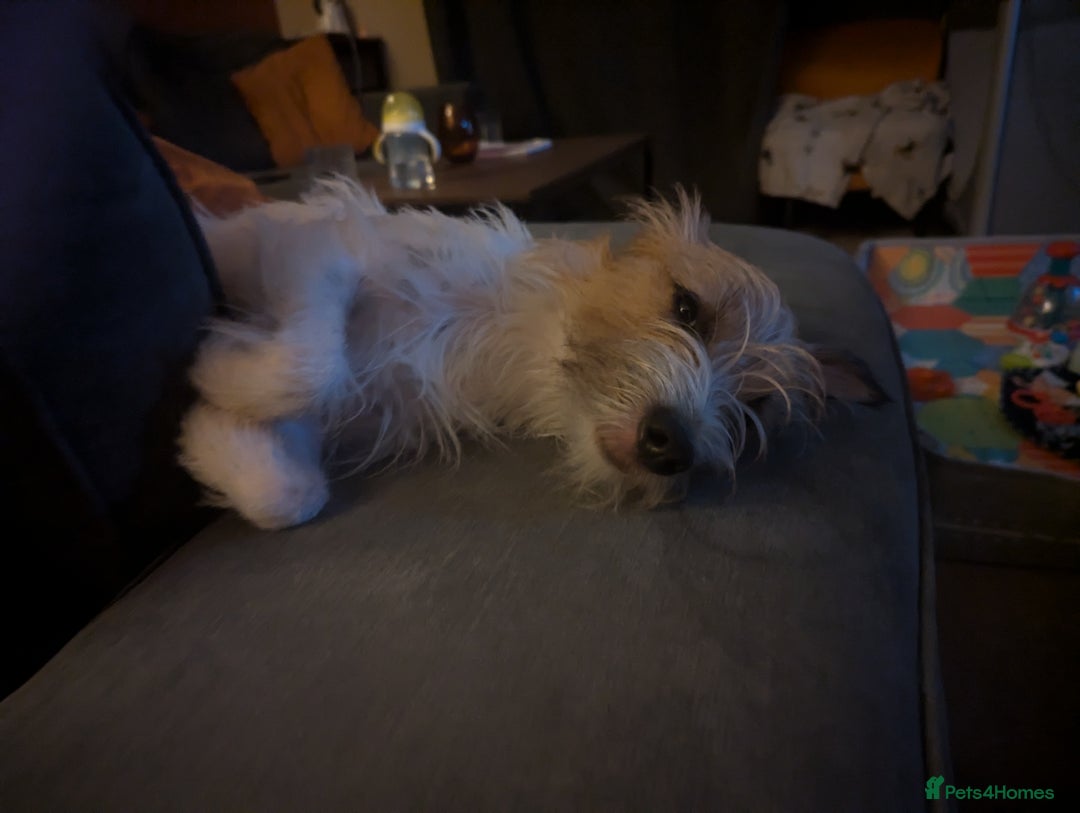 Jack Russell dogs for sale: Poppy - Image 5