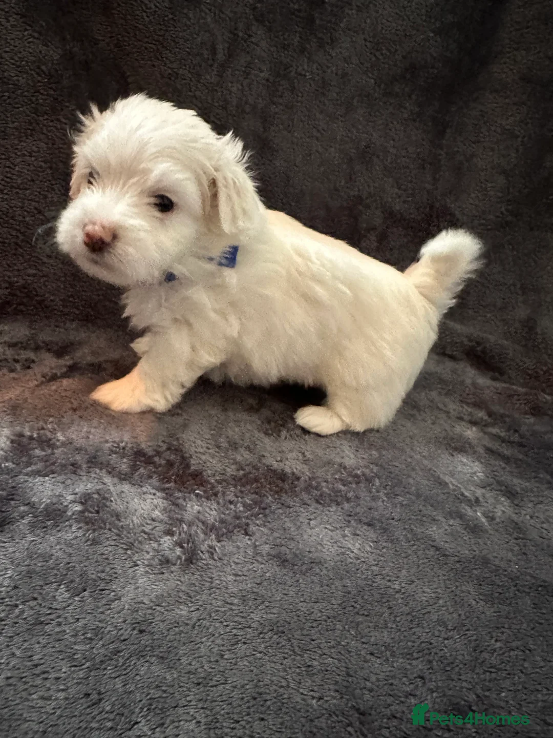 Bichon Frise dogs for sale: Adorable Bichon Frise Puppies - Advert 20