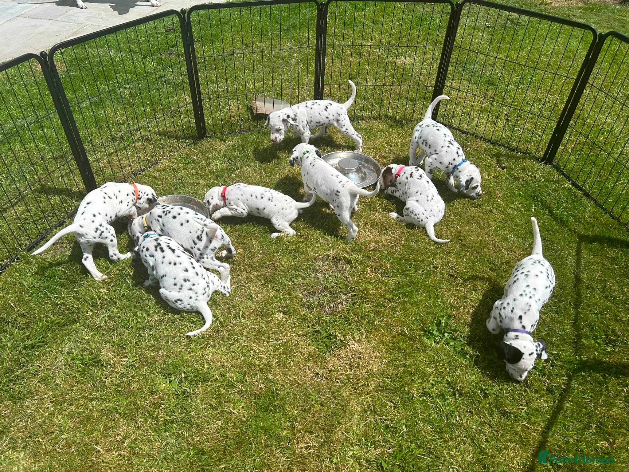 Dalmatian dogs Dalmatian Puppies  - Advert 18