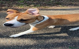 Staffordshire Bull Terrier dogs for sale: staffy for sale  - Image 11