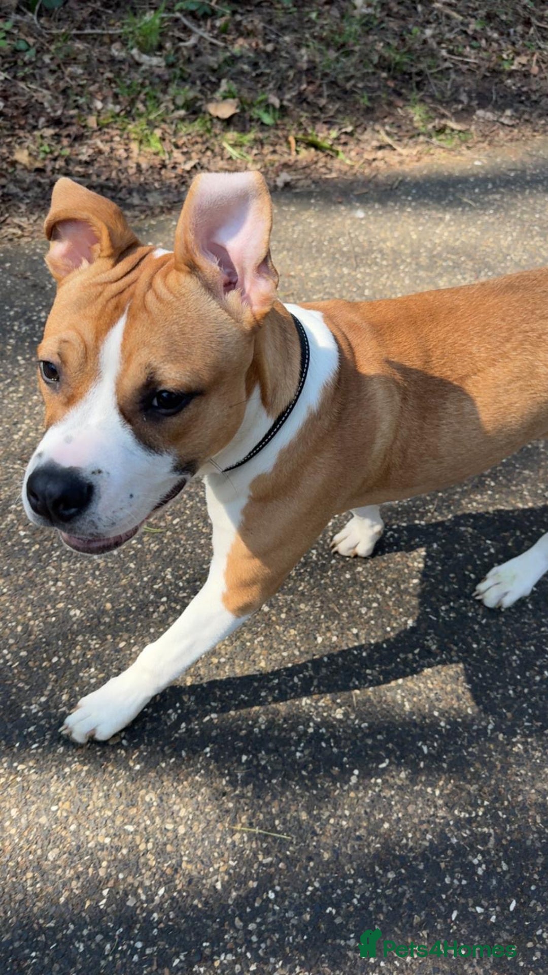 Staffordshire Bull Terrier dogs for sale: staffy for sale  - Image 11