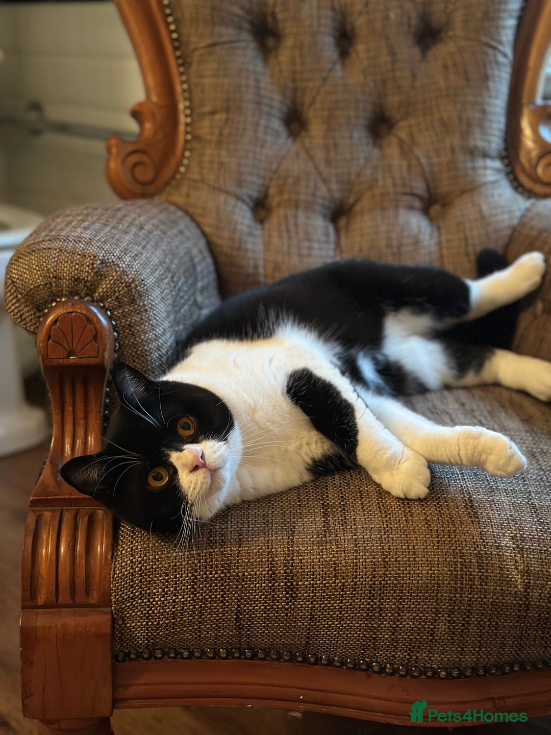 British Shorthair cats for sale: Pedigree British Shorthair colourpoint boy - Advert 2