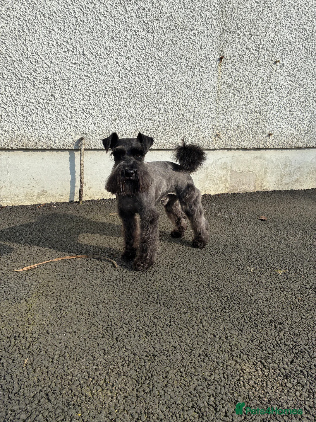 Miniature Schnauzer dogs for stud: KC HEALTH TESTED MINIATURE SCHNAUZER FOR STUD  in Carluke - Advert 7
