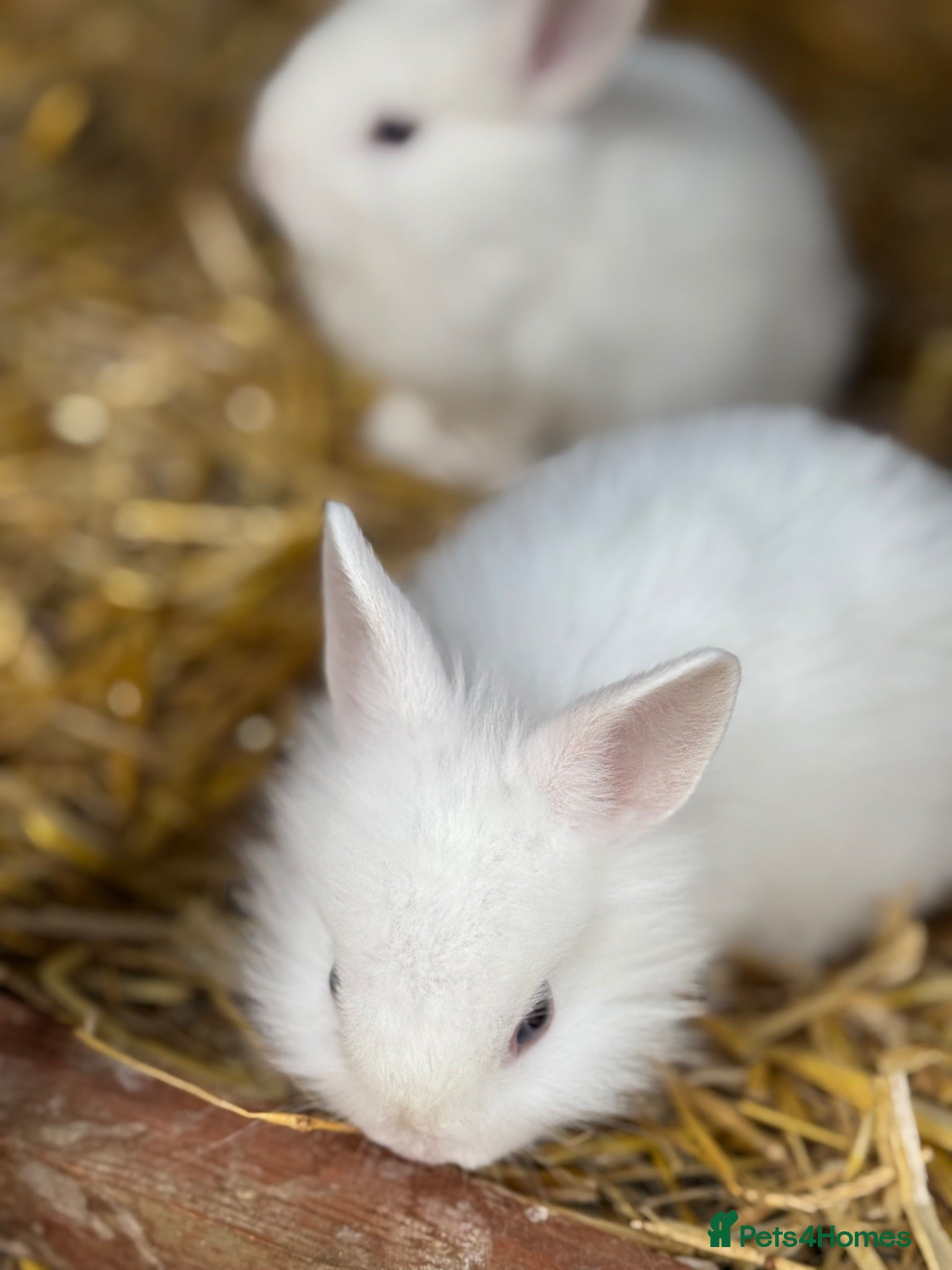 Lionhead rabbits 5x gorgeous white fluffy lionhead bunnies  - Advert 1
