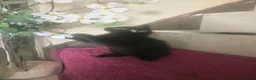 Mixed Breed cats for sale: Beautiful Male Kittens  in Glasgow - Advert 9