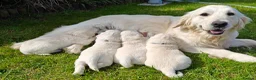 Golden Retriever dogs for sale: Gorgeous English Cream Golden Retriever Puppy's 🐾 - Advert 35